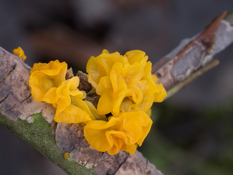 Tremella mesenterica